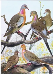 Piccione viaggiatore, Tortora orientale